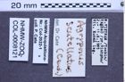 Etiketten zu Agrypnus scutellatus (NHMW-ZOO-COL-0008121)